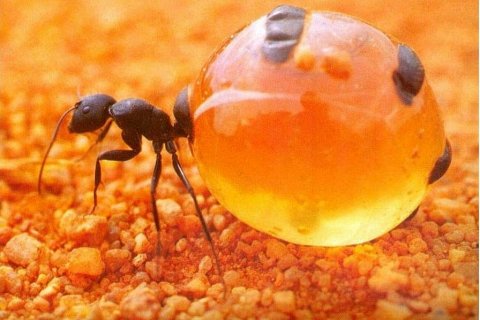 Медовые Муравьи - необычные насекомые