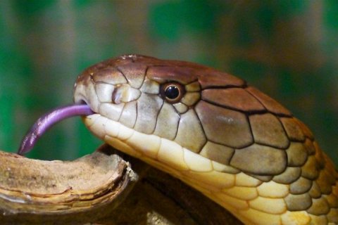 Топ-25 самых ядовитых змей в мире