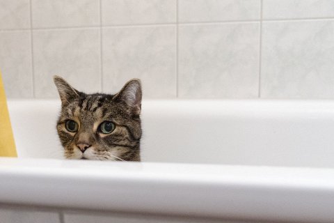 Почему кошки не любят воду?