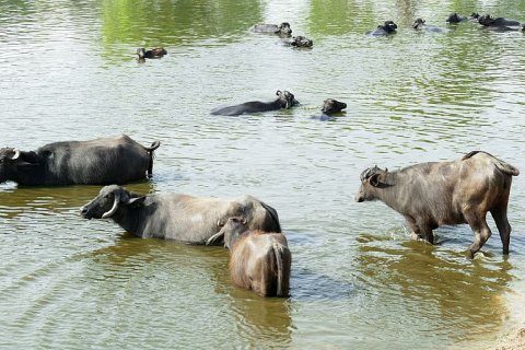 Умеют ли коровы плавать?