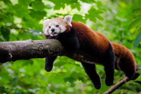 Красная Панда - Загадочное Азиатское Животное