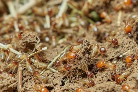 Термиты: полезная информация о насекомых, фото и видео