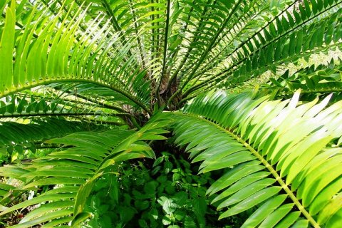 Энцефаляртос Вуда - самое одинокое растение на Земле