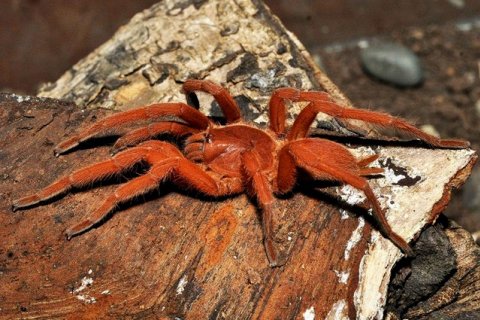 Насколько большим может быть размер тарантула?