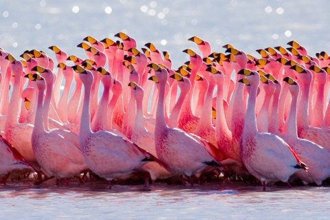 Почему фламинго розовые?