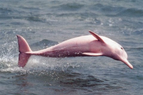Пресноводный розовый дельфин Амазонки