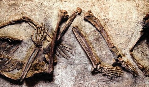 Самые древние останки человека: 8 находок