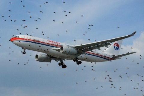 Как отпугивают птиц в аэропортах?