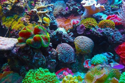 Образование коралловых рифов - особенности процесса