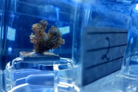 Найден способ спасения кораллов - пробиотики