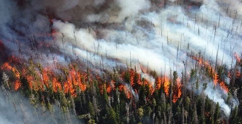 Лесные пожары могут быть полезными