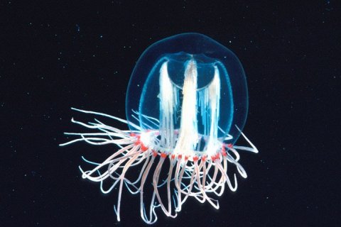 Медуза, которая живет вечно - Turritopsis nutricula