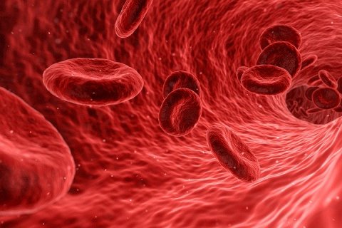 Сколько литров крови в организме человека?