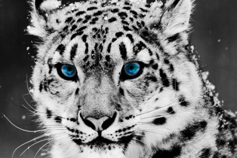 Снежный леопард в природе