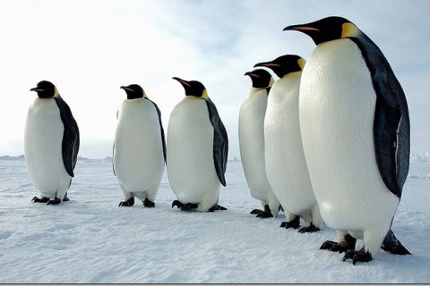 Императорский пингвин - птица, бросившая вызов Антарктиде