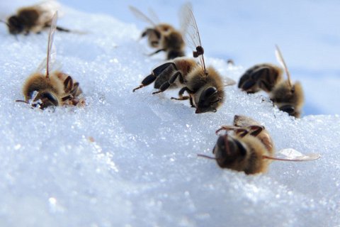Что пчелы делают зимой в ульях?