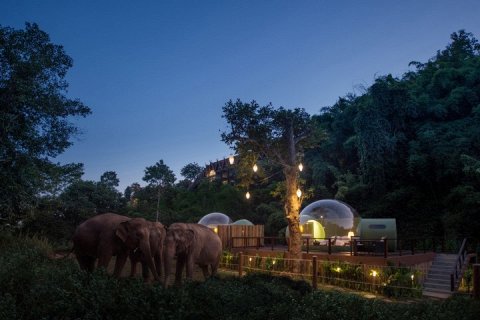 Прозрачные Пузыри в джунглях и отдых среди слонов