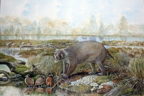 Доисторический родственник вомбата был размером с медведя