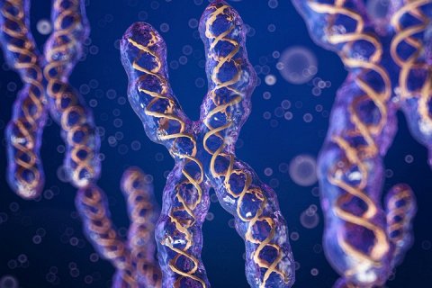 Х-хромосома человека впервые полностью упорядочена