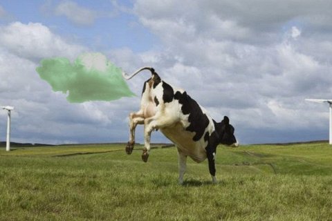 Бургер Кинг научит коров выделять меньше метана