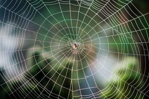 Зачем пауки плетут паутину?