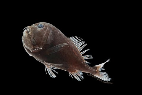 Ультра-черная рыба из глубин океана поглощает 99,5% света