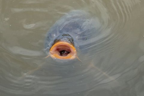 Как рыбы дышат под водой?