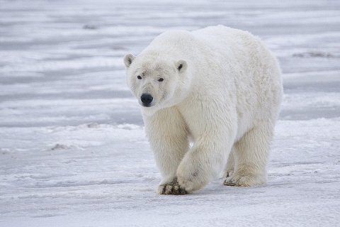 Из-за изменения климата к 2100 году исчезнут белые медведи