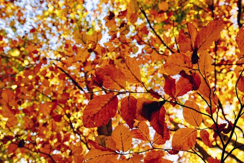 Почему листья меняют цвет осенью?