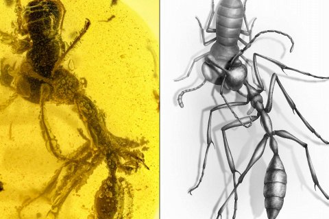 Доисторический «адский муравей» найден в янтаре спустя 99 млн лет