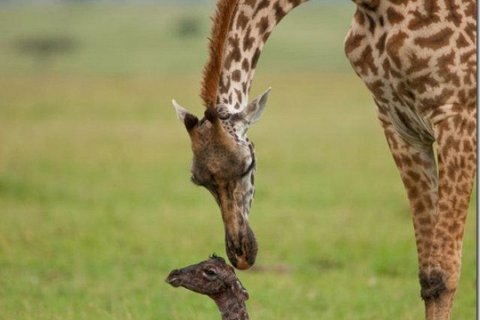Первые моменты жизни маленького жирафа