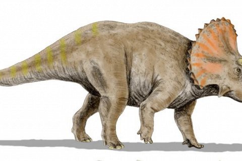 Трицератопс: интересные факты о трехрогом динозавре