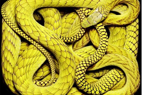 Удивительные фотографии змей