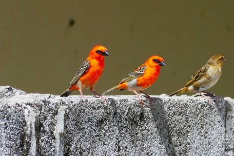 Тропические птицы перестали размножаться ради выживания