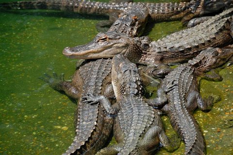 Действительно ли крокодилы произошли от динозавров?