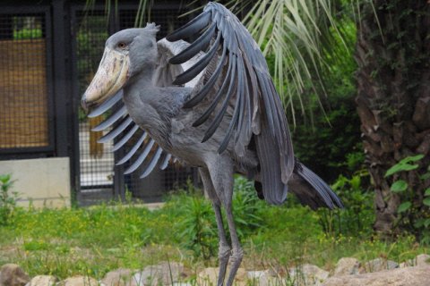 Китоглав - одна из самых странных птиц