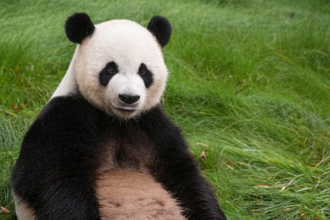 Популяция панд растет, но среда обитания остается под угрозой