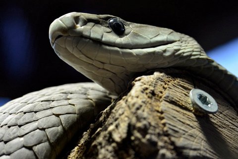 Черная Мамба, одна из самых смертоносных змей на свете