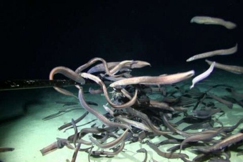 Ученые обнаружили большое скопление рыб на дне океана