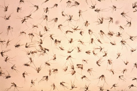 Чем полезны комары. Роль в природе