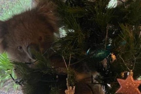 Cемья из Австралии обнаружила коалу на своей рождественской елке
