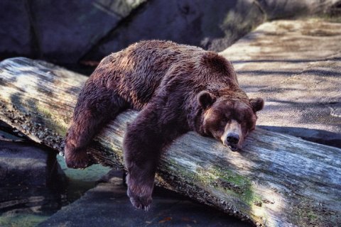 Что будет, если разбудить медведя из спячки?
