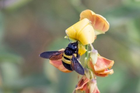Чем пчелы-плотники отличаются от шмелей?