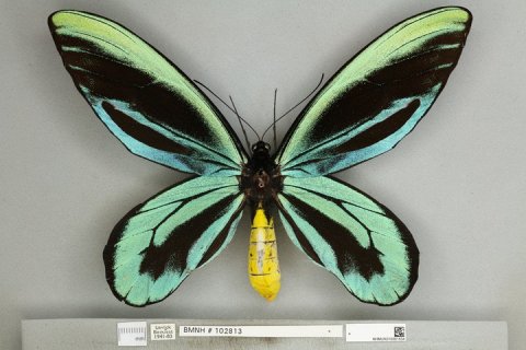 Самая большая бабочка в мире - птицекрылка королевы Александры