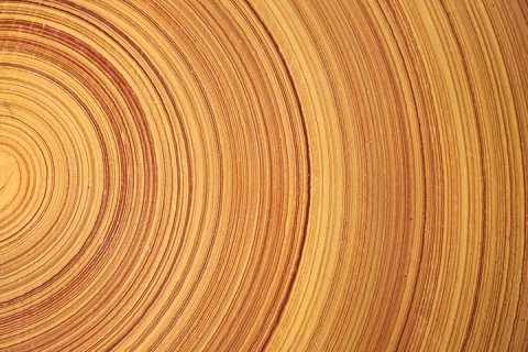 Ученые сделали шаг к выращиванию древесины в лаборатории