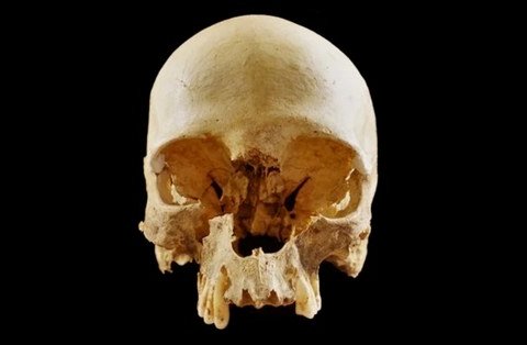 Загадка одинокого черепа в Болонье наконец раскрыта