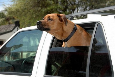 Почему собаки любят высовывать голову из окон машины?