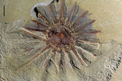 Морская окаменелость возрастом 518 миллионов лет проливает свет на эволюцию океана