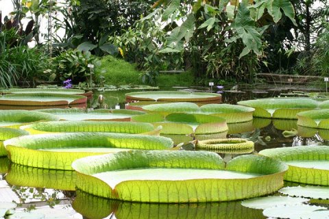 Виктория Амазонская - Гигантская водяная лилия