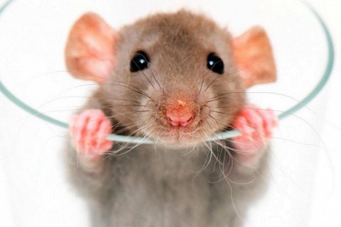 Почему для экспериментов чаще всего используют крыс?